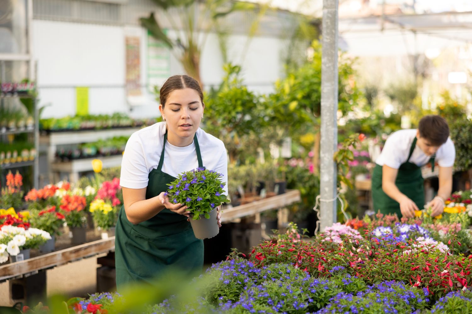 Commercial horticulture team working with plants